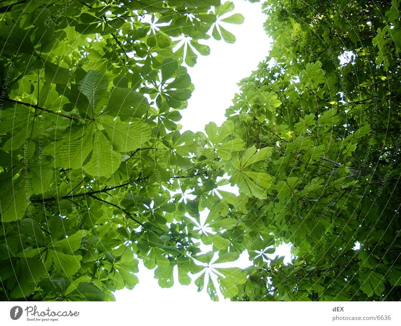 durchdieblätter Blatt grün Baum Himmel