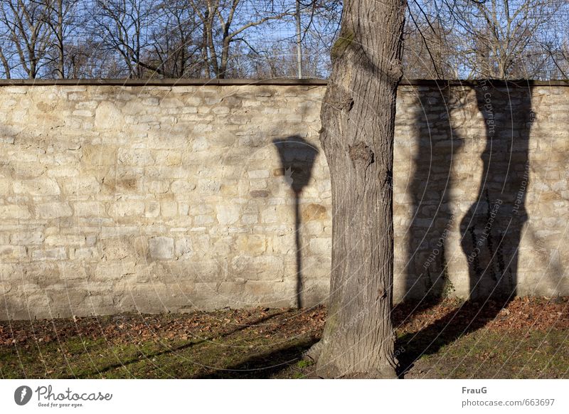 Mehr Schein als Sein Landschaft Himmel Pflanze Baum Sträucher Park Mauer Wand Straßenbeleuchtung Stein Holz stehen braun Übermut Überraschung Irritation