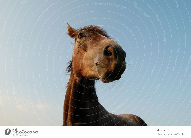 Pfeäd :D Pferd Neugier Nüstern Nasenloch Mähne friedlich horse Himmel Hals Ohr Auge fliegen