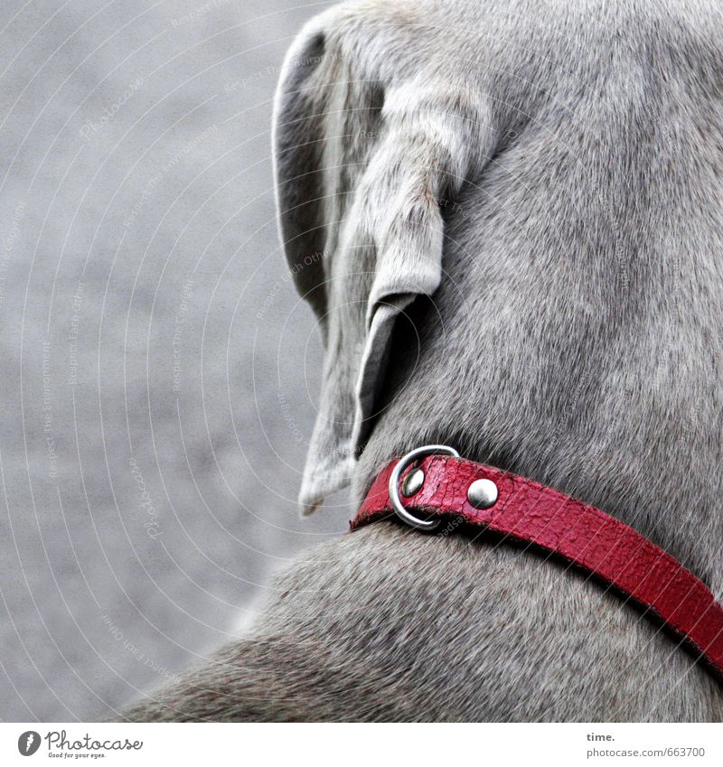 Tia Tier Haustier Hund Fell Halsband Ohr Kopf 1 Leder beobachten Blick grau rot schön achtsam Wachsamkeit geduldig authentisch ästhetisch entdecken erleben