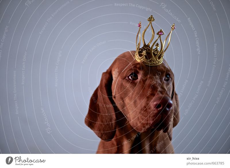 STUDIO TOUR | Prinz Schlappohr Tier Hund Krone Traumprinz beobachten Denken Blick sitzen Traurigkeit warten authentisch außergewöhnlich elegant Kitsch lustig