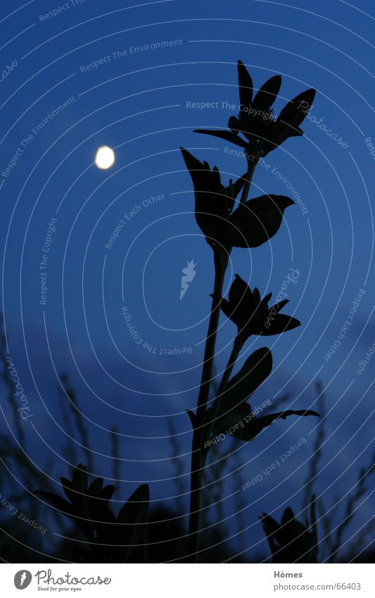 Mondblume Wiese schwarz Gegenlicht Gras Nacht Dämmerung ruhig Gelassenheit Sehnsucht Anomalie Langzeitbelichtung hell Himmel blau Freiheit Größe bestrebung