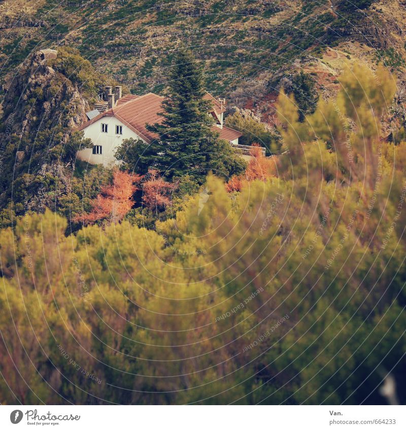 Da ist doch was im Busch Natur Pflanze Herbst Baum Sträucher Felsen Berge u. Gebirge Haus Hütte gelb grün Berghütte Farbfoto Gedeckte Farben Außenaufnahme