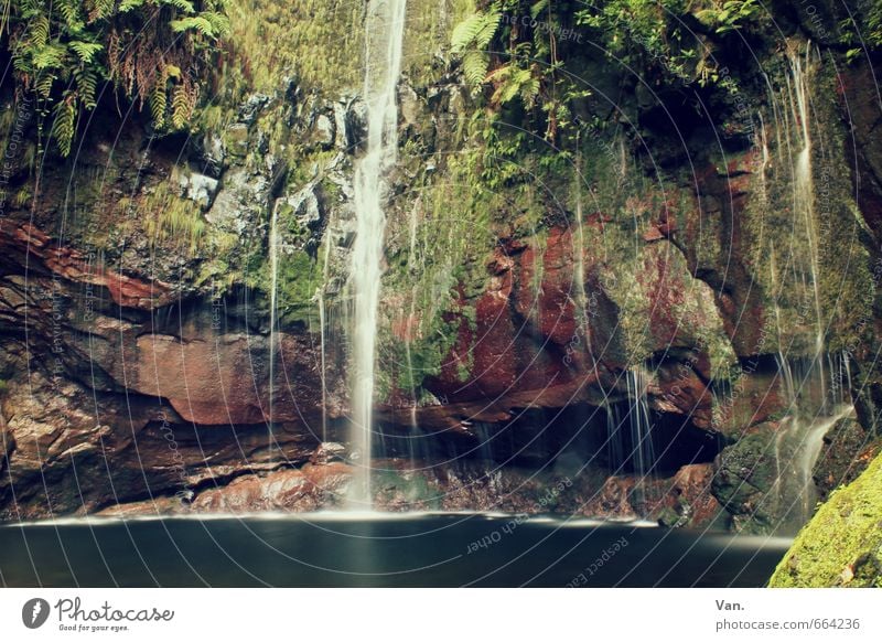 feuchter Keller Natur Pflanze Wasser Herbst Moos Farn Felsen Teich Wasserfall frisch nass grün Farbfoto mehrfarbig Außenaufnahme Menschenleer Tag Kontrast