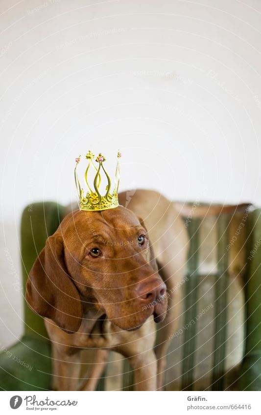 STUDIO TOUR | King Ben Tier Haustier Hund 1 Kitsch Krimskrams Krone beobachten entdecken Blick Neugier niedlich braun grün Vertrauen Tierliebe geduldig