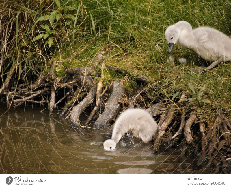 und? Wurzel Sträucher Teich Flussufer Schwan Tierjunges Jungschwäne Schwanküken 2 trinken weich Flaum entdecken Farbfoto Außenaufnahme