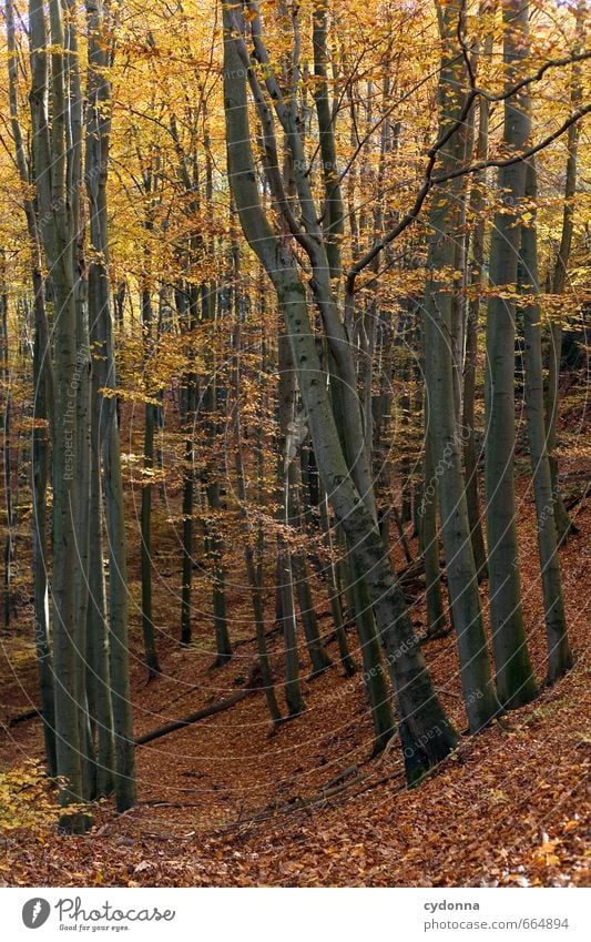 Goldener Herbst harmonisch Erholung ruhig Ferien & Urlaub & Reisen Ausflug Freiheit wandern Umwelt Natur Landschaft Baum Wald einzigartig erleben Erwartung
