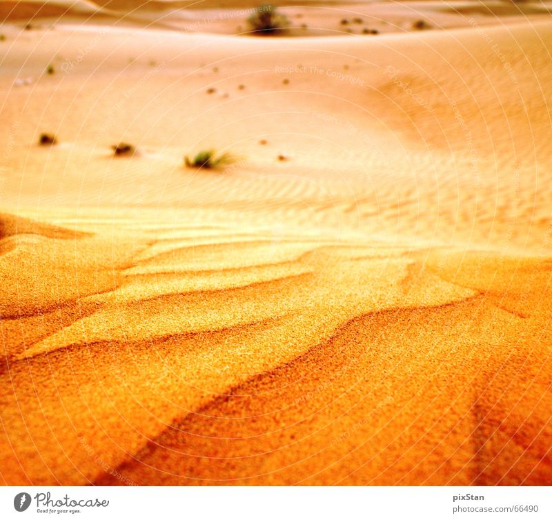 Wüstengold Dubai Sträucher Sand Stranddüne sonnenunterang Ferne