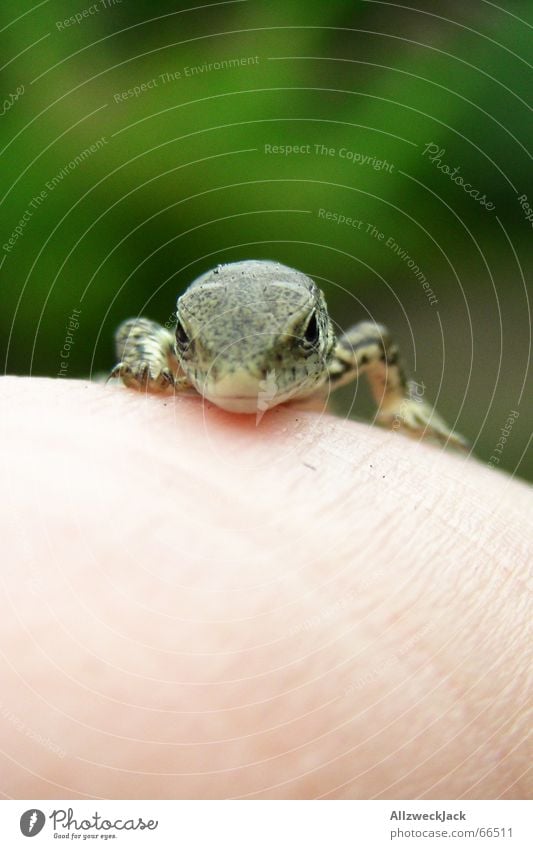 'sch gucke Echte Eidechsen klein grün niedlich Tier Reptil Hand Außenaufnahme Geschwindigkeit Neugier Natur Makroaufnahme flink quirlig