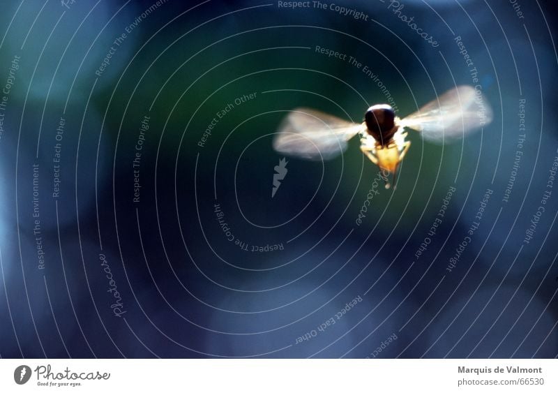 Und es hat SUMMMM gemacht... Schwebfliege Insekt Schweben Flügel Luft Unschärfe Bewegungsunschärfe Lichtfleck analog Makroaufnahme Nahaufnahme Fliege fliegen