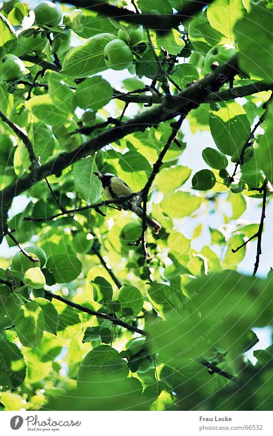 fröhliche Meise2 Meisen Sperlingsvögel Vogel Baum Sommer grün Blatt Wolken Gezwitscher tannenmeise (parus ater) standvogel kohlmeise (parus major)