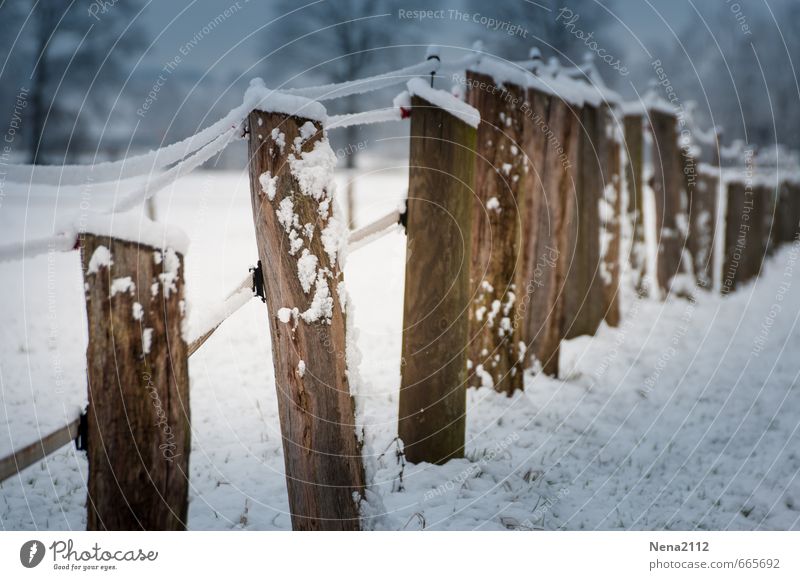 Wetter | Grenze Natur Winter Klima schlechtes Wetter Eis Frost Schnee Feld Sicherheit Schutz Barriere schließen Zaunpfahl Viehweide Holz kalt nass Farbfoto