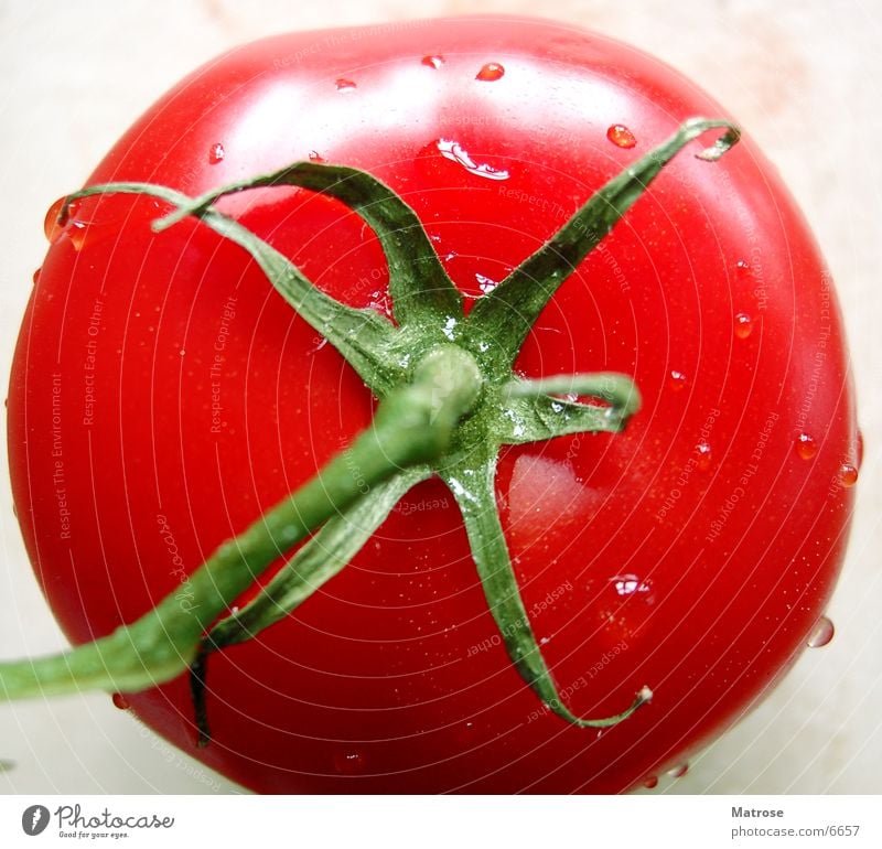 Tomato rot Sträucher Ernährung Tomate