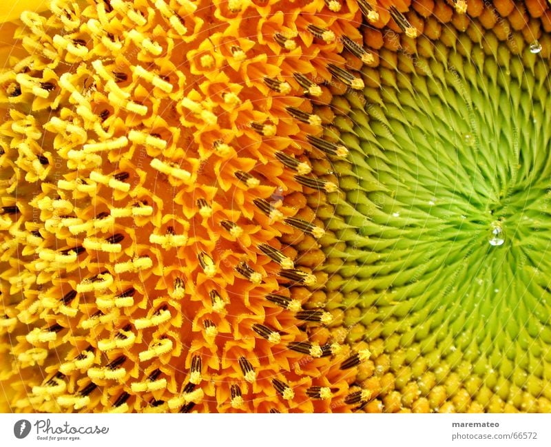 sunflower close-up Sommer Sonnenblume gelb grün Nahaufnahme Blume frisch Physik Muster orange Makroaufnahme Wärme Schönes Wetter blumig Strukturen & Formen