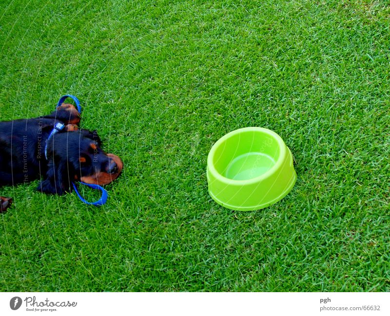 Wie soll ich denn mein Wasser finden? Hund schwarz braun schlafen Mittagspause Müdigkeit grüne wiese Durst Erschöpfung Fressnapf