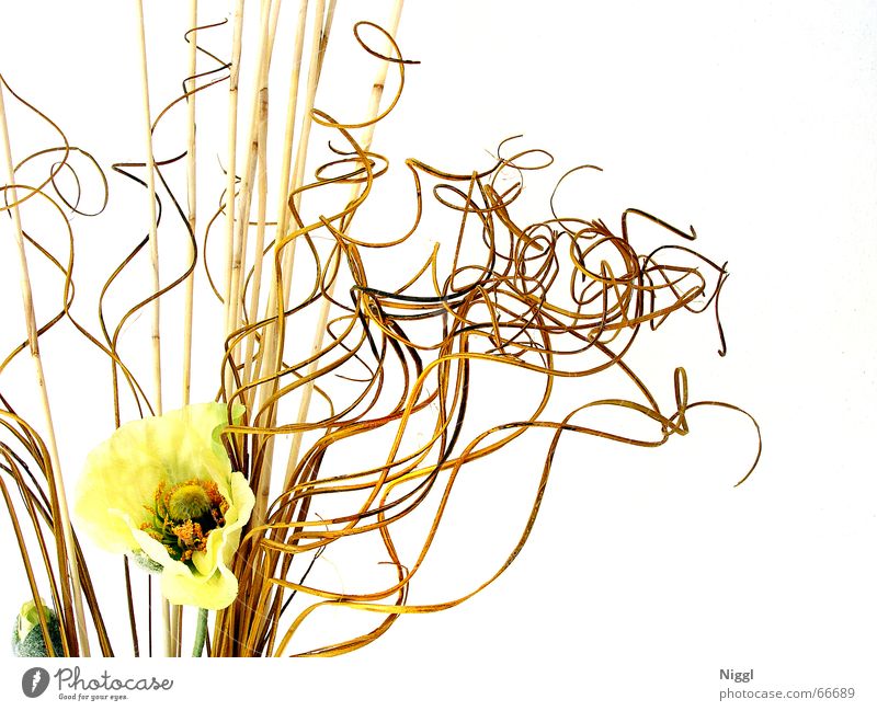 Geschlinge Trockenblume Pflanze durcheinander Stil Knoten gelb gestellt skuril getrocknet niggl