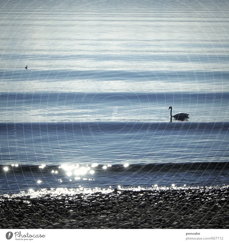 eine wellenlänge Frühling Schönes Wetter Wellen Seeufer Bodensee Tier Schwan 2 Wasser Zeichen ästhetisch weich blau Wellenlänge glänzend Steinstrand