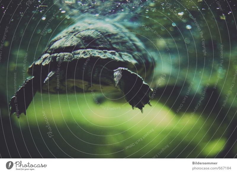 abgetaucht Tier Wasser Fluss Wildtier Krallen Aquarium Schildkröte Schildkrötenpanzer 1 Schwimmen & Baden tauchen exotisch nass blau grau grün schwarz