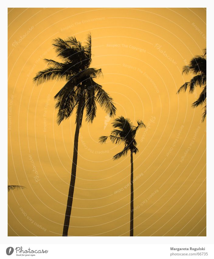 sunset Palme Sonnenuntergang Süden Strand Thailand träumen Miami orange cocos Wind