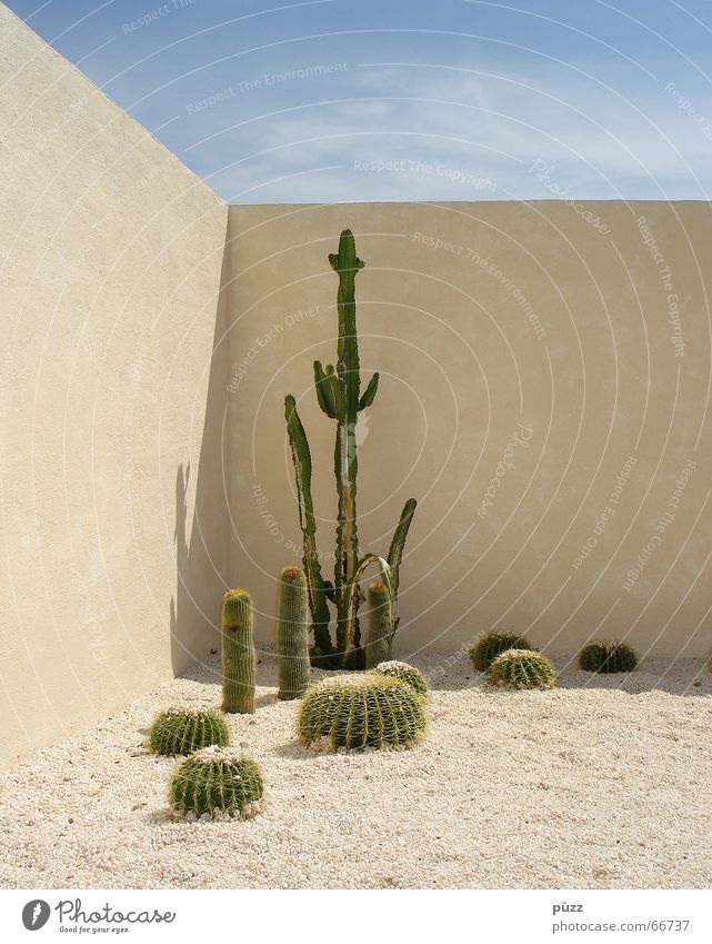 Kakteen Sommer Garten Pflanze Sand Wärme Kaktus Mauer Wand heiß stachelig blau gelb grün Leverkusen Mexiko Farbfoto Außenaufnahme Menschenleer