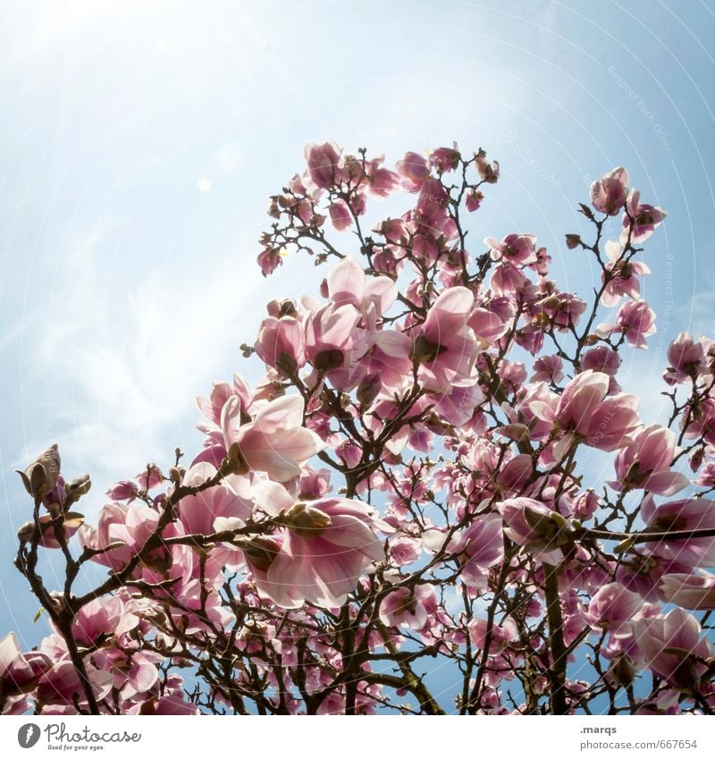 Aufblühen Natur Wolkenloser Himmel Frühling Schönes Wetter Blüte Magnolienblüte Blühend einfach hell schön Frühlingsgefühle ästhetisch Kitsch Farbfoto