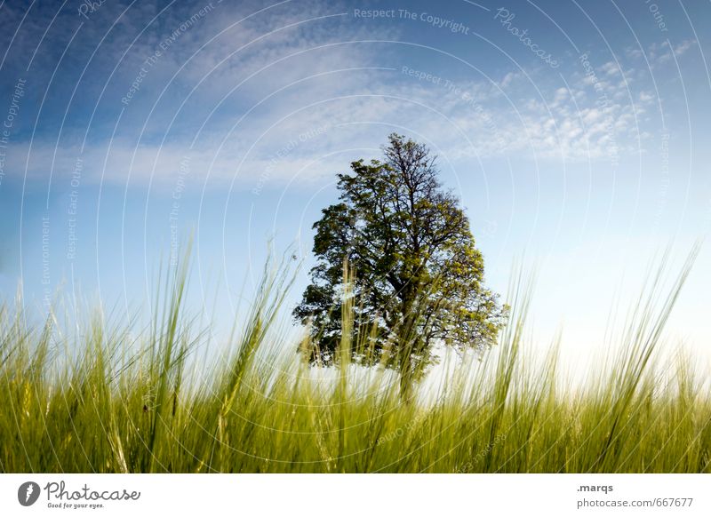 Einzelgänger | Stammesältester Ausflug Umwelt Natur Landschaft Himmel Sommer Schönes Wetter Baum Gras Erholung natürlich schön Stimmung Idylle Perspektive
