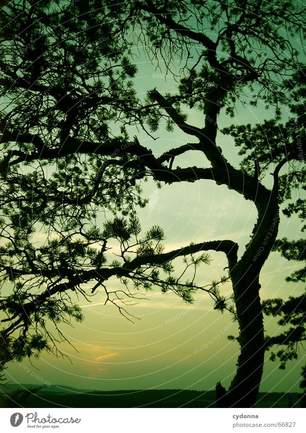 Nachtschicht Sonnenuntergang Sommertag Sommernacht ruhig Stimmung Baum Färbung grün Silhouette wahrnehmen Ablösung Himmel Himmelskörper & Weltall Abend Graffiti