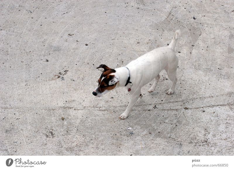 Billy Tier Haustier Hund 1 Beton klein grau weiß Terrier Jack-Russell-Terrier Farbfoto Gedeckte Farben Textfreiraum links Hintergrund neutral Tag Kontrast