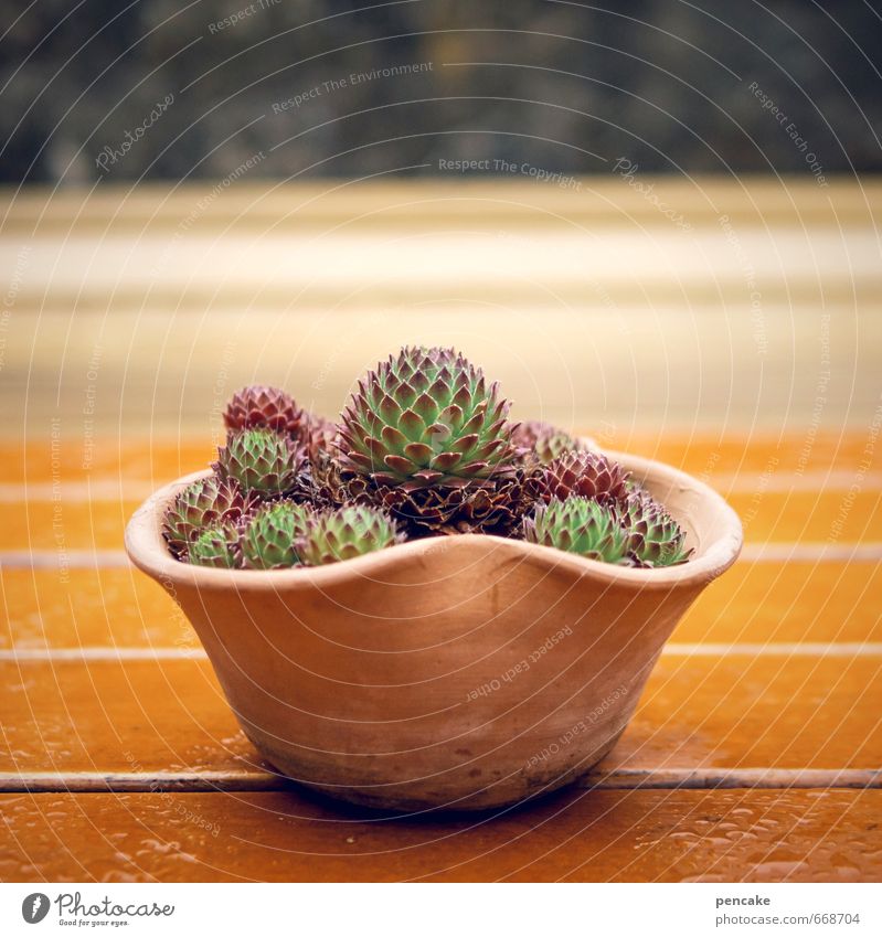 hartnäckig Natur Pflanze Moos Kaktus Wildpflanze Garten Zeichen Frühlingsgefühle Willensstärke Warmherzigkeit Flechten orange Überleben Dekoration & Verzierung