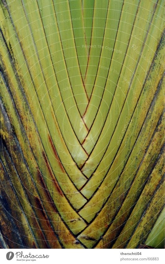 Verwoben Palme Pflanze grün Muster netzartig Gitter Urwald Natur Netz