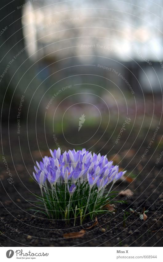 erblüht Erde Frühling Blume Blüte Garten Blühend Wachstum violett Krokusse Frühlingsblume Frühlingsblumenbeet Blumenbeet Farbfoto Außenaufnahme Nahaufnahme