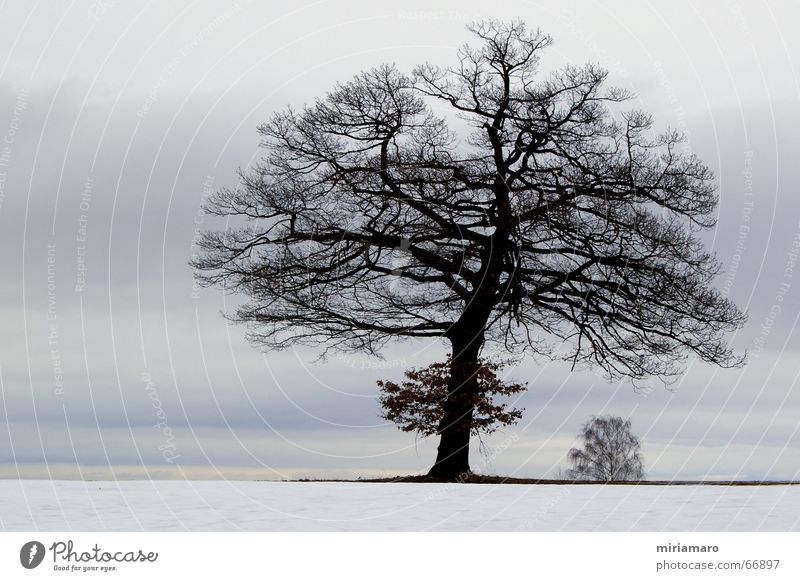 Blätterlose Schönheit Außenaufnahme Menschenleer Kontrast Silhouette ruhig Winter Schnee Natur Landschaft Pflanze Eis Frost Baum Stimmung Romantik schön