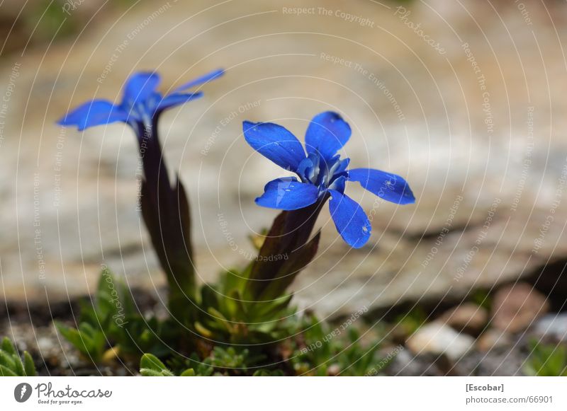 Blau blau blau blüht der Enzian... Blume Ortler Enziangewächse Pflanze Alpen sulden hintergrathütte alpenblume