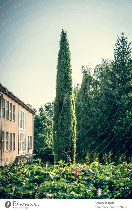 Spitzer Baum im Garten Sommer Natur Tier Wolkenloser Himmel Schönes Wetter Brandenburg Kleinstadt Menschenleer Haus Mauer Wand Fenster ästhetisch authentisch