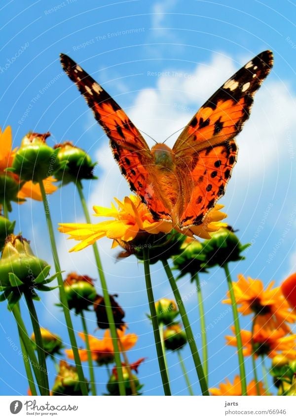 Frei sein Schmetterling Blume Wolken Sommer mehrfarbig schön Flügel Himmel Freiheit fliegen Farbe jarts