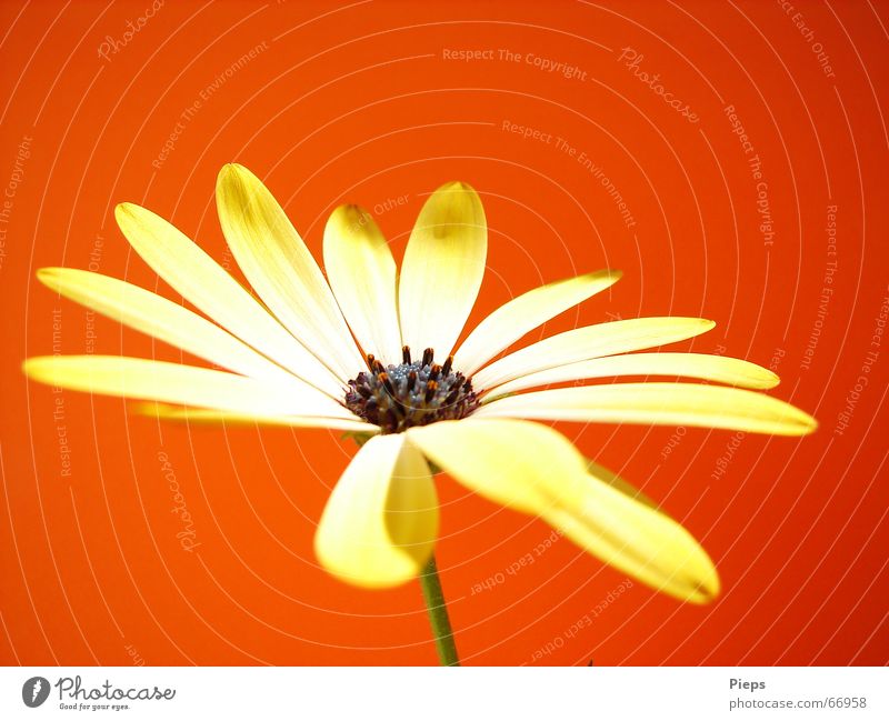 African-Daisy-Blüte Farbfoto Innenaufnahme Makroaufnahme Textfreiraum oben Hintergrund neutral Sommer Natur Pflanze Blume Blühend leuchten gelb rot Margerite