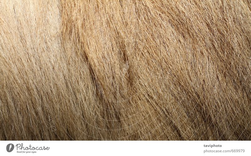 baktrisches Kamel strukturiertes Fell Haut Tapete Zoo Natur Tier Pelzmantel Behaarung authentisch natürlich wild braun Camel Konsistenz texturiert Tierwelt