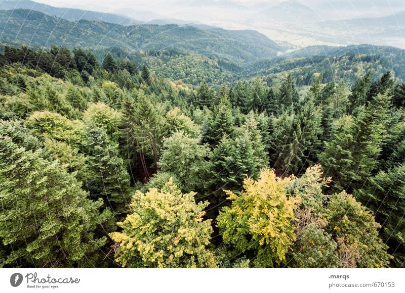 Von oben herab Ausflug Abenteuer Umwelt Natur Landschaft Sommer Herbst Schönes Wetter Baum Baumkrone Wald Hügel Tal außergewöhnlich groß hoch natürlich schön