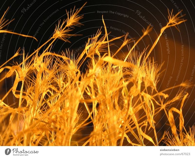 Nachts Beleuchtung Feldfrüchte Zerealien trocken eingetrocknet dunkel Pflanze erleuchten Dürre Halm Ähren Botanik Strahlung pflanzlich glänzend Gold Samen