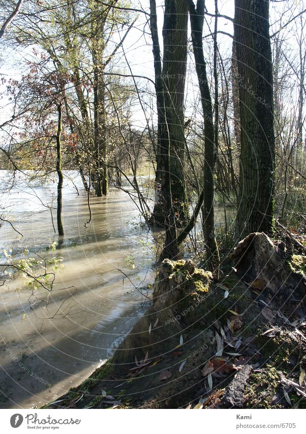 Auenwald im Gegenlicht Hochwasser Baum Fluss Überschwemmung Schatten