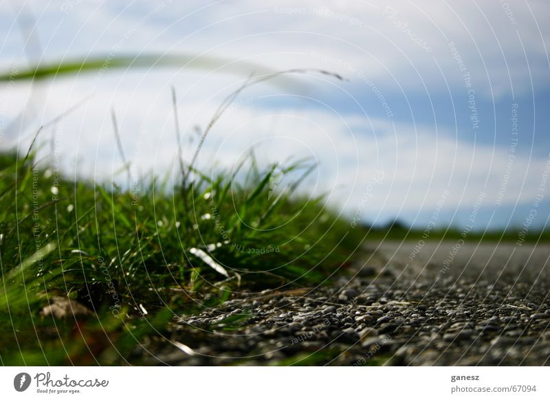 focus on the grass Sommer grün Zoomeffekt Makroaufnahme Getreide Wege & Pfade