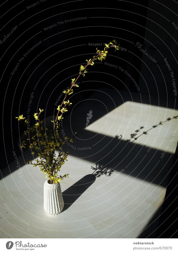 Blumen in einer Vase Natur Pflanze Sträucher Fenster Billig gelb schwarz ästhetisch Einsamkeit Hoffnung modern Schmerz Table contarst flowers kitchen light