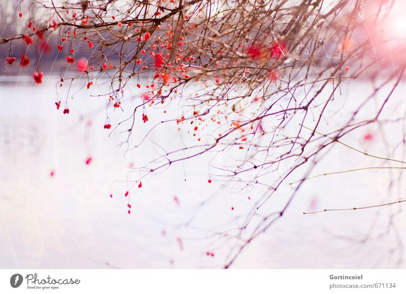 Red Berries Umwelt Natur Landschaft Pflanze Sonne Sonnenlicht Winter Schönes Wetter Baum Sträucher Seeufer schön rot Naturschutzgebiet Zweige u. Äste Unschärfe