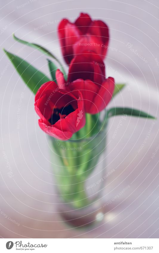 Tülpschen Pflanze Blume Tulpe Blatt Blüte Dekoration & Verzierung Blumenstrauß Blumenvase Vase Glas Duft stehen Fröhlichkeit grau grün rot Stimmung Glück
