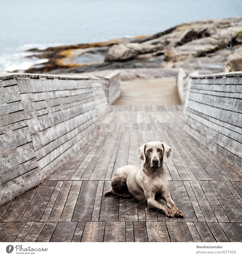 Verschmelzen Jagd Landschaft Küste Meer Wege & Pfade Tier Hund 1 Stein Holz Wasser Erholung ästhetisch blau braun Tierliebe achtsam Wachsamkeit Zufriedenheit