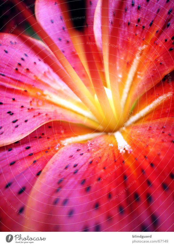 Hokus Fokus III Unschärfe Tiefenschärfe Blume Blüte rot gelb Sommer Erholung Makroaufnahme Kraft strahlend mehrfarbig Brennpunkt unscharfe tiefe tiefe schärfe