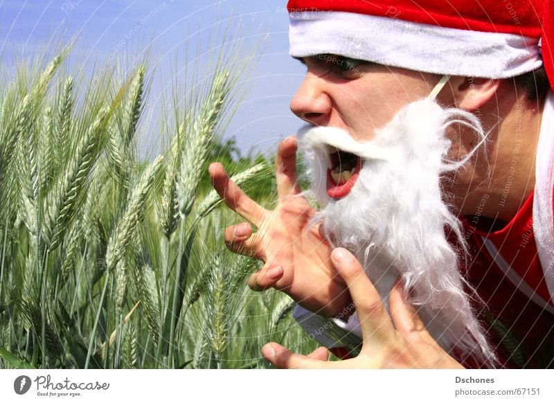 KLAUS VERLIERT ALLES Weihnachtsmann Feld gestikulieren Bart Mütze Wut schreien Blick Ärger Hass Kostüm böse verärgern Stress Frustration Kornfeld verirrt