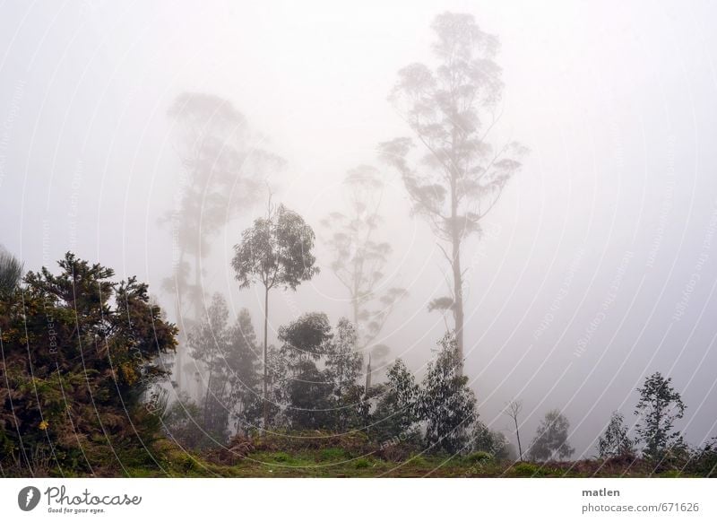 bei Tag und Nebel Natur Landschaft Pflanze Winter Wetter schlechtes Wetter Regen Baum Sträucher Wald grau grün Eucalyptus Farbfoto Gedeckte Farben Außenaufnahme