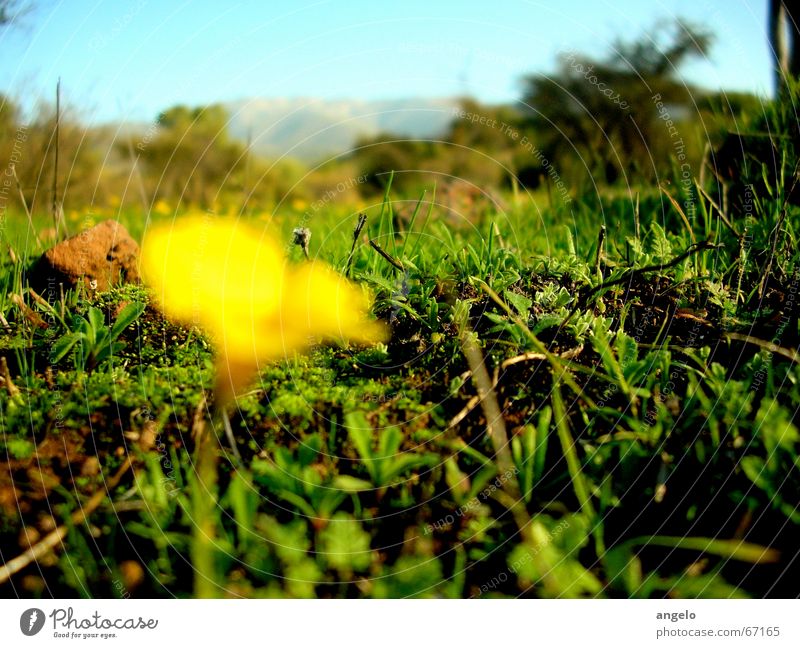 Nature Länder Makroaufnahme flower focus grass country depth