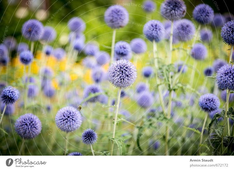 Sommerliches Distelfeld Natur Pflanze Wildpflanze Feld Wiese Duft positiv stachelig blau grün Stimmung Frühlingsgefühle schön Farbe Frieden Wachstum